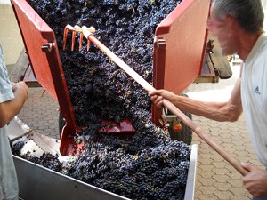 réception de la récolte au cuvage