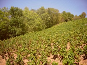 la côte à Salles Arbuissonnas