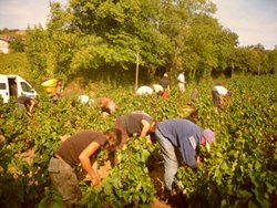 vendangeurs en action